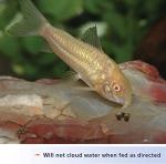 (3 Pack) Aqueon Shrimp Pellets Fish Food, 6.5 Ounces Each