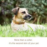 NISIYE Cute Plaid Dog Collar Harness and Leash with Safety Buckle - Adjustable and No Pull Comfortable Dog Collars for Small Puppy, Stylish Durable Gift for Boy Girl Pets