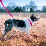 azuza Nylon Dog Collar and Leash Set, Strong & Durable Basic Style Leash and Collar with ID Tag Ring, Available in Multiple Lengths for Puppy and Small Dogs, Hot Pink,XS