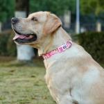 Olahibi Dog Collar and Leash Set, Cute Pink Daisy Pattern, Polyester Material, 5ft Leash, for Small Dogs.(Small, Pink Daisy)