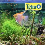 TetraPro Tropical Crisps 6.70 Ounces, Fish Food, Advanced Clear Water Formula