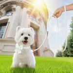 Dog Collar and Leash Set - Metal Buckle Adjustable Puppy Collar, Cute Dog Collar and Leash Set with Flower Bow Tie, Puppy Collar with 5 FT Leash, Soft & Comfortable Collar for Small Medium Dogs-S