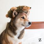 ZippyPaws Loopy Hedgehog Interactive Dog Toy