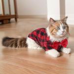 Tongcloud 2 Pack Plaid Dog Shirts - Puppy & Cat Shirts for Small Dogs & Cats - Red & Blue, Medium - Birthday Party & Holiday Photo