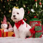 Didog Cute Small Dog Harness Collar and Leash Set with Bowtie, Breathable Soft Mesh Padded Puppy Harness, Christmas Dog Harness for for Parties, Holiday Gatherings & Gifts, Red, M