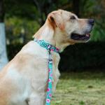 Rose Pattern Dog Collar and Leash Set for Small Dogs