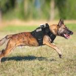 Rabbitgoo Tactical No-Pull Dog Harness for Large Dogs