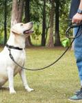 Reflective Dog Collar & 6FT Leash Set