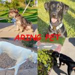 Velvet Dog Collar and Leash Set for Pets