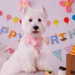 Didog Cute Small Dog Harness, Collar & Leash Set