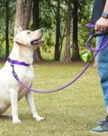 Reflective Dog Collar and Leash Set for Large Dogs