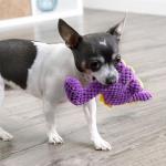 goDog Checkers Just for Me Dinos Bruto Squeaky Plush Dog Toy, Chew Guard Technology - Purple, Mini