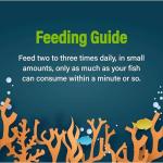 GloFish Special Flake Food for Fish, 3.17 Ounces, Treat GloFish and Small to Mid-Sized Tropical Freshwater Fish to a Nutritionally Complete Blend