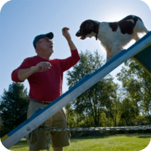 Dog Training Guide