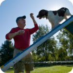 Dog Training Guide