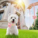 Dog Collar and Leash Set - Metal Buckle Adjustable Puppy Collar, Cute Dog Collar and Leash Set with Flower Bow Tie, Puppy Collar with 5 FT Leash, Soft & Comfortable Collar for Small Medium Dogs-M