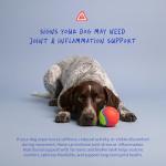 Turmeric Chewable Tablets for Dogs' Joint Support