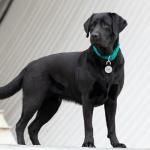 Brayhoo Silicone Dog Tags Personalized for Pets, Lightweight Cute Soundless Cat ID Tag, Custom Deep Engraved Pet Name Tags (Pattern)