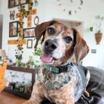 Funny Dog Tag,Stainless Steel Pet ID Tags, Personalized Got Lost Dog Collar Tag Puppy Tag Pet ID Tag,Call My Mom Before She Loses Her Shit , Gift for Small Large Dogs Cats (I fu*ked around（MOM）)