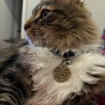 Funny Dog Tag,Stainless Steel Pet ID Tags, Personalized Got Lost Dog Collar Tag Puppy Tag Pet ID Tag,Call My Mom Before She Loses Her Shit , Gift for Small Large Dogs Cats (I fu*ked around（MOM）)