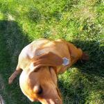 Funny Dog Tag,Stainless Steel Pet ID Tags, Personalized Got Lost Dog Collar Tag Puppy Tag Pet ID Tag,Call My Mom Before She Loses Her Shit , Gift for Small Large Dogs Cats (I fu*ked around（MOM）)