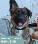 Blank Dog Tags 10PCS Smooth Edges Stainless Steel Blank Bone Shape Dog Tags Sublimation-Ready Pet Tag Pet ID Tag for Dogs Sublimation Dog Tag Blanks Laser Engraving Metal 1.9 x 1in