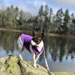 Gooby Fleece Vest Dog Sweater - Lavender, X-Large - Warm Pullover Fleece Dog Jacket with O-Ring Leash for Small to Medium Dogs