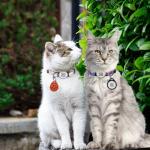 QR Code Smart Pet ID Tag for Cats Dogs - Waterproof Durable Pet Identity Tracking Accessory No Fees & Privacy Protection Personalized for Dogs and Cats(Blue, M)