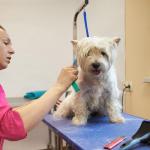 Dog Grooming Loops Leash, 3 PCS Adjustable Groomers Helper Nylon Restraint Noose Dog Grooming Leash Dogs Bath Leashs Adjustable Fixed Cat Safety Rope for Dogs Groomings Supplies