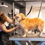 Dog Grooming Loops Leash, 3 PCS Adjustable Groomers Helper Nylon Restraint Noose Dog Grooming Leash Dogs Bath Leashs Adjustable Fixed Cat Safety Rope for Dogs Groomings Supplies