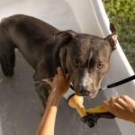 Dog Grooming Loops Leash, 3 PCS Adjustable Groomers Helper Nylon Restraint Noose Dog Grooming Leash Dogs Bath Leashs Adjustable Fixed Cat Safety Rope for Dogs Groomings Supplies