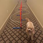 Dog Agility Weave Pole Guides – Training Aids for Fast, Accurate Weaving | Easy Snap-On PVC Guide Wires for Dog Agility Competition & Practice, 66″ Long Guides, Set of 4