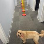 Dog Agility Weave Pole Guides – Training Aids for Fast, Accurate Weaving | Easy Snap-On PVC Guide Wires for Dog Agility Competition & Practice, 66″ Long Guides, Set of 4