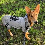 Otunrues Dog Security Clothes - 4 Legs Jumpsuit Sweatshirt Hoodie - Soft & Warm Winter Outfit Pullover Sweater for Small Medium Large Dogs Cats (Grey, XX-Small)