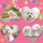 EXPAWLORER Cute Dog Harness Collar Leash Set - Pink Girl Dog Harness Checkered Step-in Design, Detachable Bow Pet Collar, Adjustable No-Choke Lightweight Mesh Vest for Cats Puppy Small Dogs, S