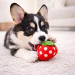 Jalousie 18 Pack Dog Squeaky Toys Cute Stuffed Pet Plush Puppy Chew for Small Medium Pets - Bulk