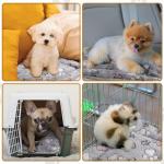 Tuanse 4 Pack Ultra Soft Dog Cat Bed Mat Small Animal Guinea Pig Bed with Cute Print Reversible Fleece Dog Crate Kennel Pad Cozy Washable Thickened Hamster Pet Beds Mat(13 x 19 Inches,Light Gray)