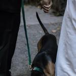 Velvet Dog Collar and Leash Set for Pets