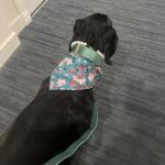 Velvet Dog Collar and Leash Set for Pets