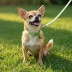 48 Pcs Dog Collar and Leash Set, Nylon Puppy Collars Bulk, Polypropylene Adjustable Paw Print Puppy Col with Quick Release Buckle, for Puppies and Kittens, Multicolor