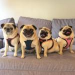 Best Pet Supplies - All Weather Mesh / Plush, Reflective, No Pull Harness for Small, Medium Dogs, Cats - Secure with Hook & Loop Fastener, Buckle, Double D-Rings - Blue/Black Trim, L