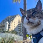 Best Pet Supplies - All Weather Mesh / Plush, Reflective, No Pull Harness for Small, Medium Dogs, Cats - Secure with Hook & Loop Fastener, Buckle, Double D-Rings - Blue/Black Trim, L