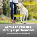 PetSafe Gentle Leader Collar with Training DVD