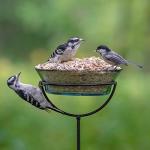 Audubon Park 12228 No-Waste Blend Wild Bird Food, 5-Pound