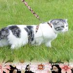 Seyezo Cat Harness and Leash Set, Adjustable Kitten Harness Escape Proof Cats Harness, Soft Lightweight Walking Travel Pet Harness, Cute Kitty Harness Leash Set for Small Medium Cats, Light Pink