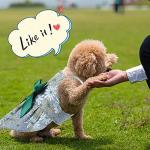 Frienda 6 pcs Dog Dresses Girls Dog Clothes Floral Cute Princess Bowknot Puppy Dresses Pet Cat Clothes Skirts Rosette Summer Outfits Apparel for Chihuahua Yorkies Female Small Cat Pets Kitten(S)