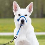 GoodBoy Dog Head Halter with Safety Strap - Stops Heavy Pulling On The Leash - Padded Headcollar for Small Medium and Large Dog Sizes - Head Collar Training Guide Included (Size 1, Blue Nylon)