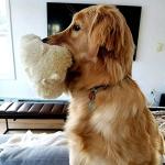 Original Snuggle Puppy Heartbeat Puppy Toy - Heartbeat Puppy for Dogs - Pet Anxiety Relief and Calming Aid - Comfort Dog Toy - Behavioral Training and Sleep Aid Cuddle buddy - Crate Training Essential