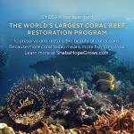 Sheba Perfect Portions Wet Cat Food Variety Pack