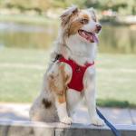 Gooby Escape Free Sport Harness - Pink, Small - No Choke Step-in Patented Neoprene Dog Harness with Four-Point Adjustment for Small to Medium Dogs